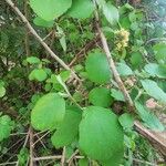Cordia monoica Leaf