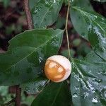 Casearia decandra Fruto