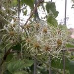 Clematis vitalba Ffrwyth