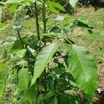 Tabebuia roseaFoglia