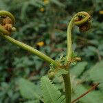 Gleichenella pectinata Leaf