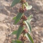 Ammannia baccifera 花
