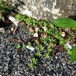 Galium murale Habit