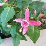 Fuchsia magellanica Flor