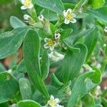 Polygonum aviculare Fleur