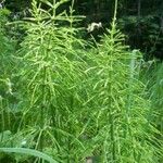 Equisetum telmateia Hoja