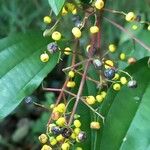 Miconia longifolia Kvet