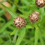 Centaurea nigrescens Ffrwyth