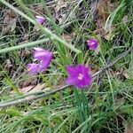 Sabatia campestris Flower