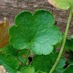 Heuchera rubescens List