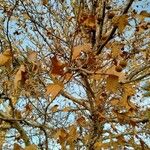 Platanus × hispanica Fruit