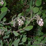 Arctostaphylos glandulosa 花