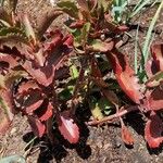 Kalanchoe longiflora Folha