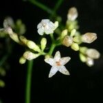 Psychotria laselvensis Flower