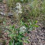 Lomatia ilicifolia 花
