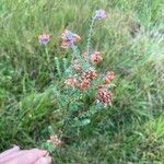 Erica tetralix Leaf