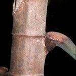 Cecropia obtusa Fuelha