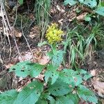 Solidago virgaureaVirág