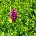 Dactylorhiza majalis Leaf