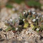 Myosotis pusilla Hábito