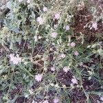 Spergularia rubra عادت داشتن