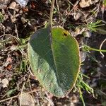 Eriogonum racemosum Hoja