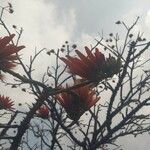 Erythrina lysistemon Цветок