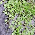 Nasturtium officinale Feuille