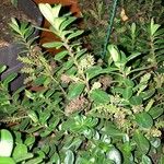 Hebe andersonii Hoja