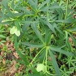 Helleborus viridis برگ