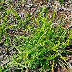 Carex pallescens Агульны выгляд