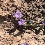 Campanula andrewsii Flower