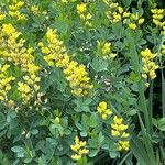 Baptisia sphaerocarpa Virág