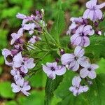 Lunaria rediviva 花