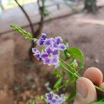 Duranta erectaফুল