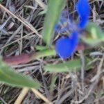 Commelina forskaolii Lapas