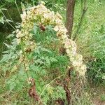 Rumex crispusFruto