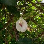 Clitoria falcata Flower