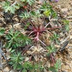 Geranium columbinum Habit