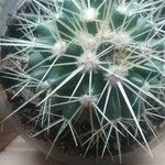 Echinocereus dasyacanthus Кора