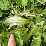 Plantago serraria Hoja