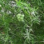 Asparagus densiflorus Fruit