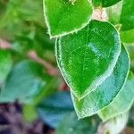 Cotoneaster simonsii Leaf