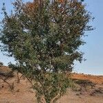 Lonchocarpus eriocalyx Lehti