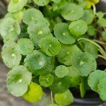 Hydrocotyle verticillata Leaf