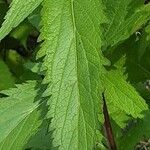 Verbena hastata Blatt