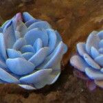 Echeveria laui Hoja