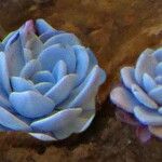 Echeveria laui Blad