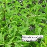 Persicaria punctata পাতা