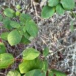 Amelanchier alnifoliaFolha